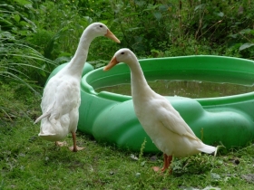 Mr and Mrs - the two Indian Runner ducks