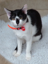 Couscous - our youngest cat