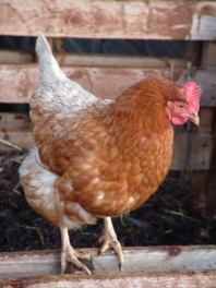 One of the hens