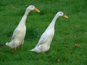 Mr and Mrs, the Indian Runner ducks
