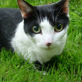 Couscous the cat