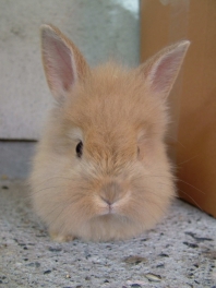 A fluffy young rabbit